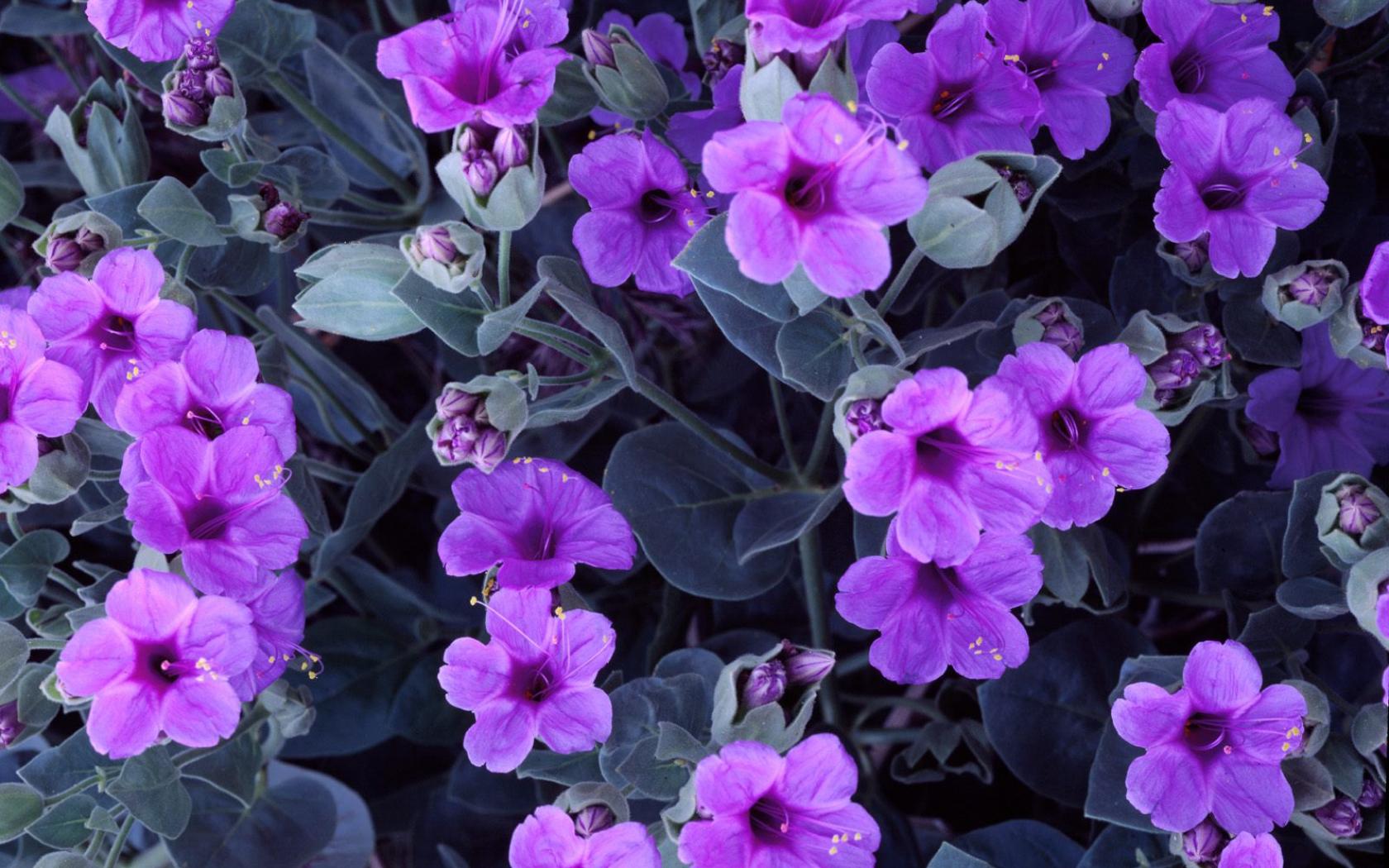 Purple flower wallpaper