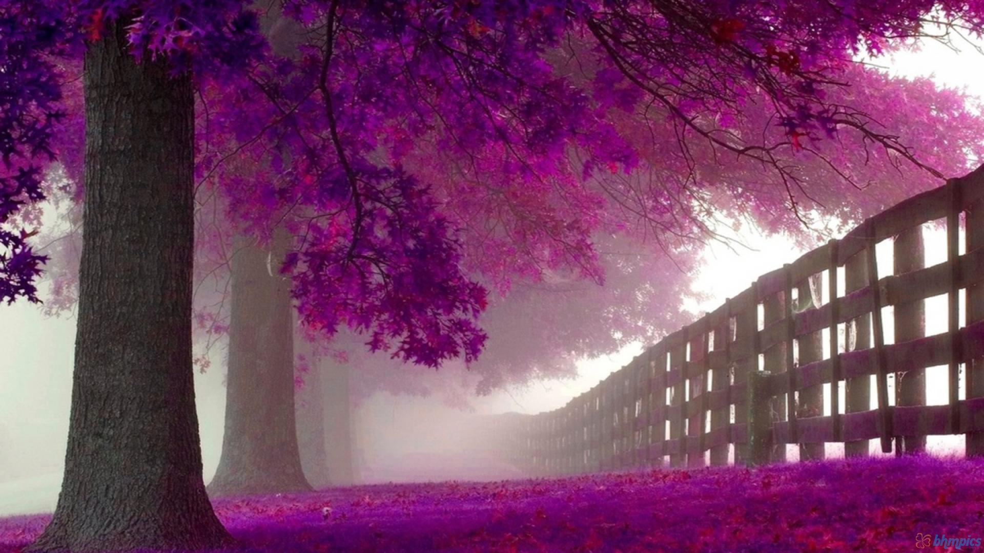 Wallpaper purple