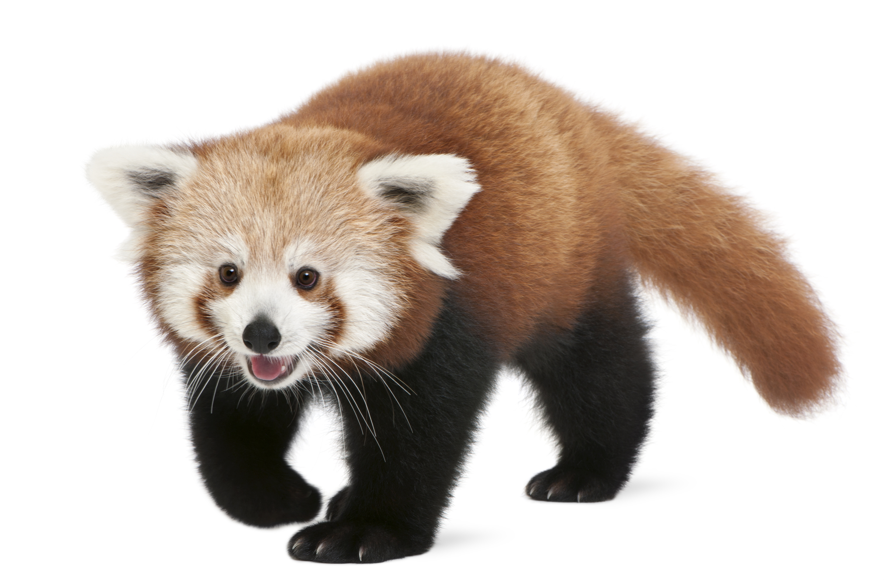Red panda images