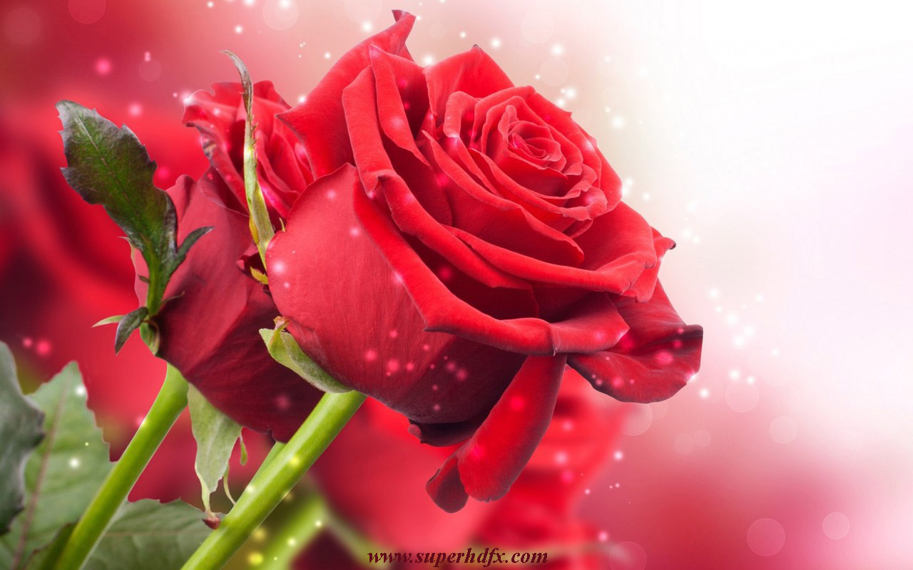 Red rose desktop wallpaper