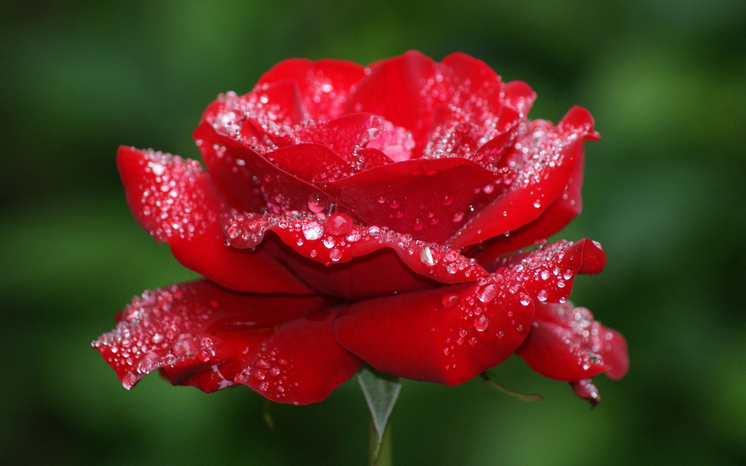 Rose with water drops wallpaper