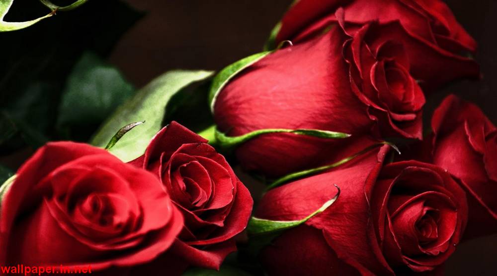 Red rose wallpapers free download