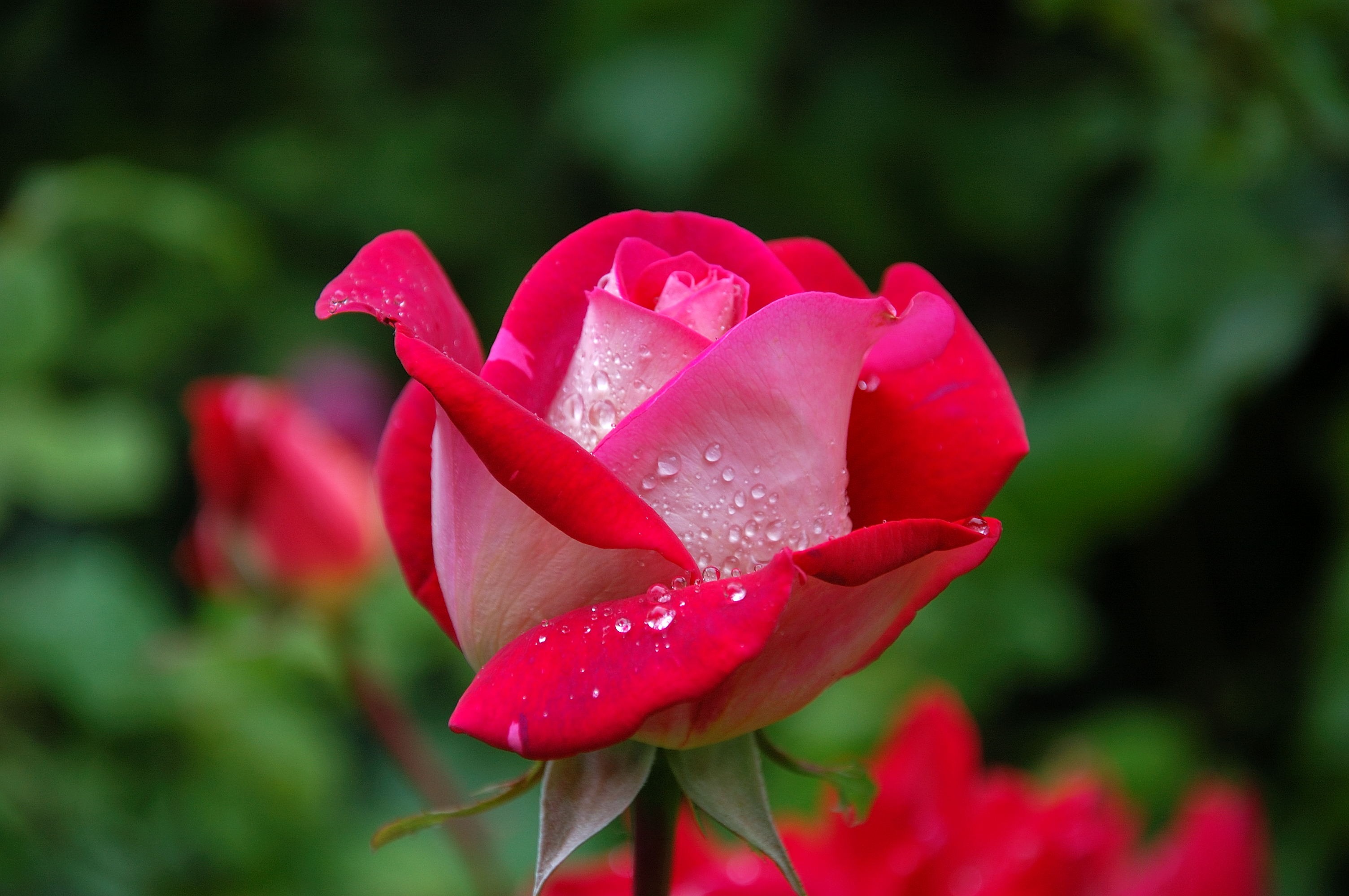Rose images