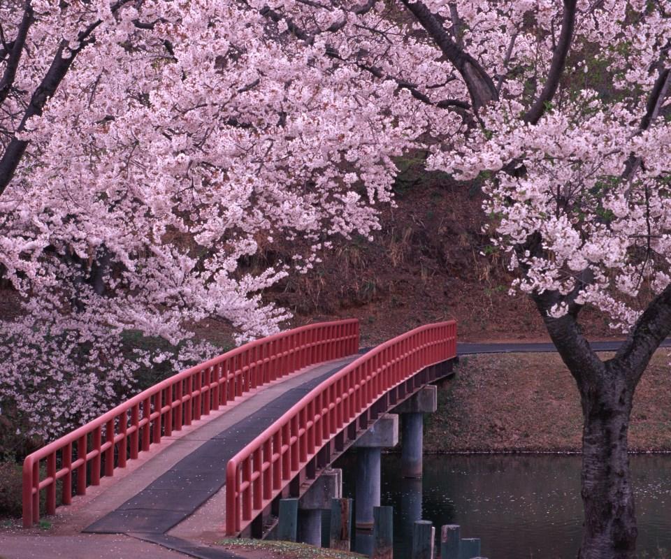 Sakura wallpaper