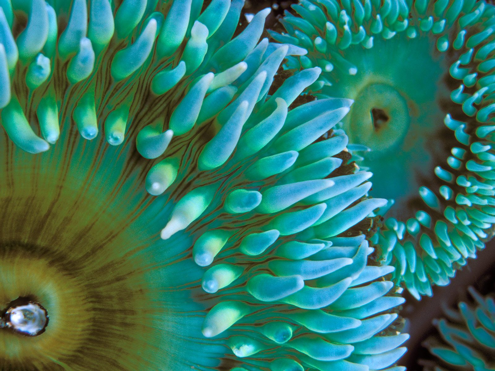 Sea anemone wallpaper