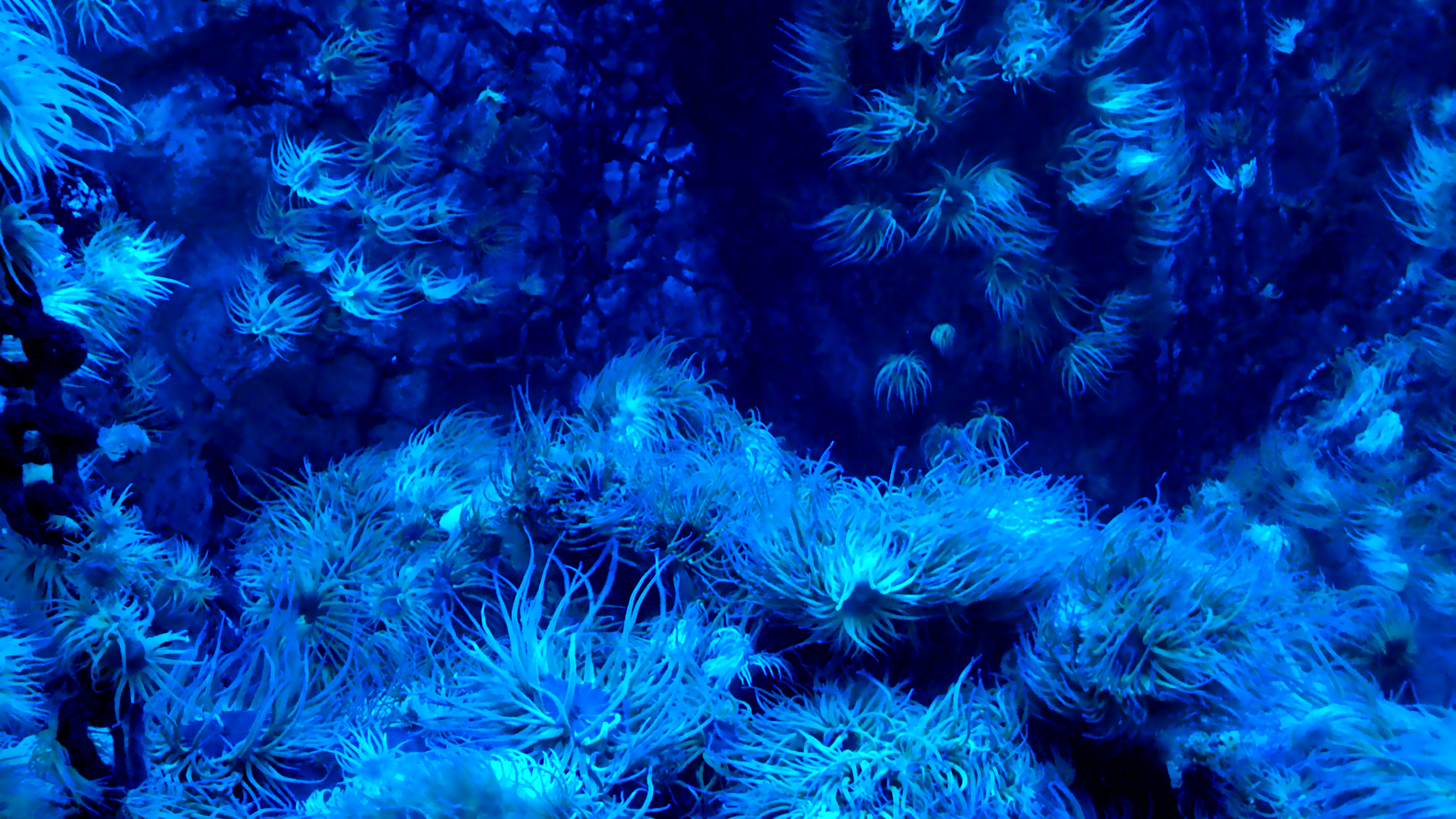Sea anemone wallpaper
