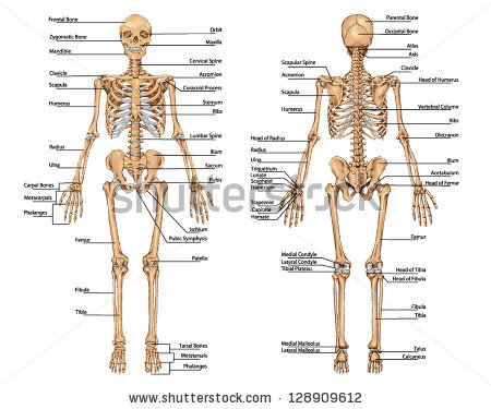 Skeleton pictures