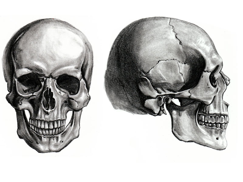 Skull