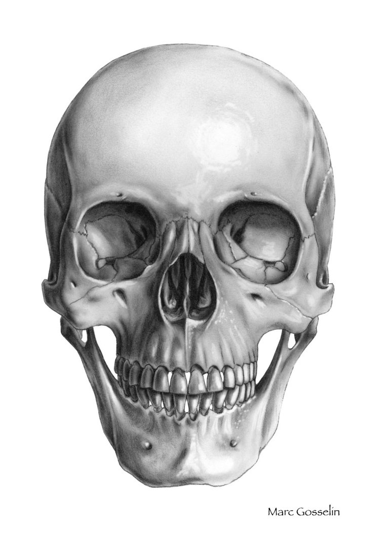 Skull picture