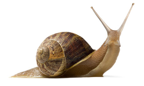Snail pictures