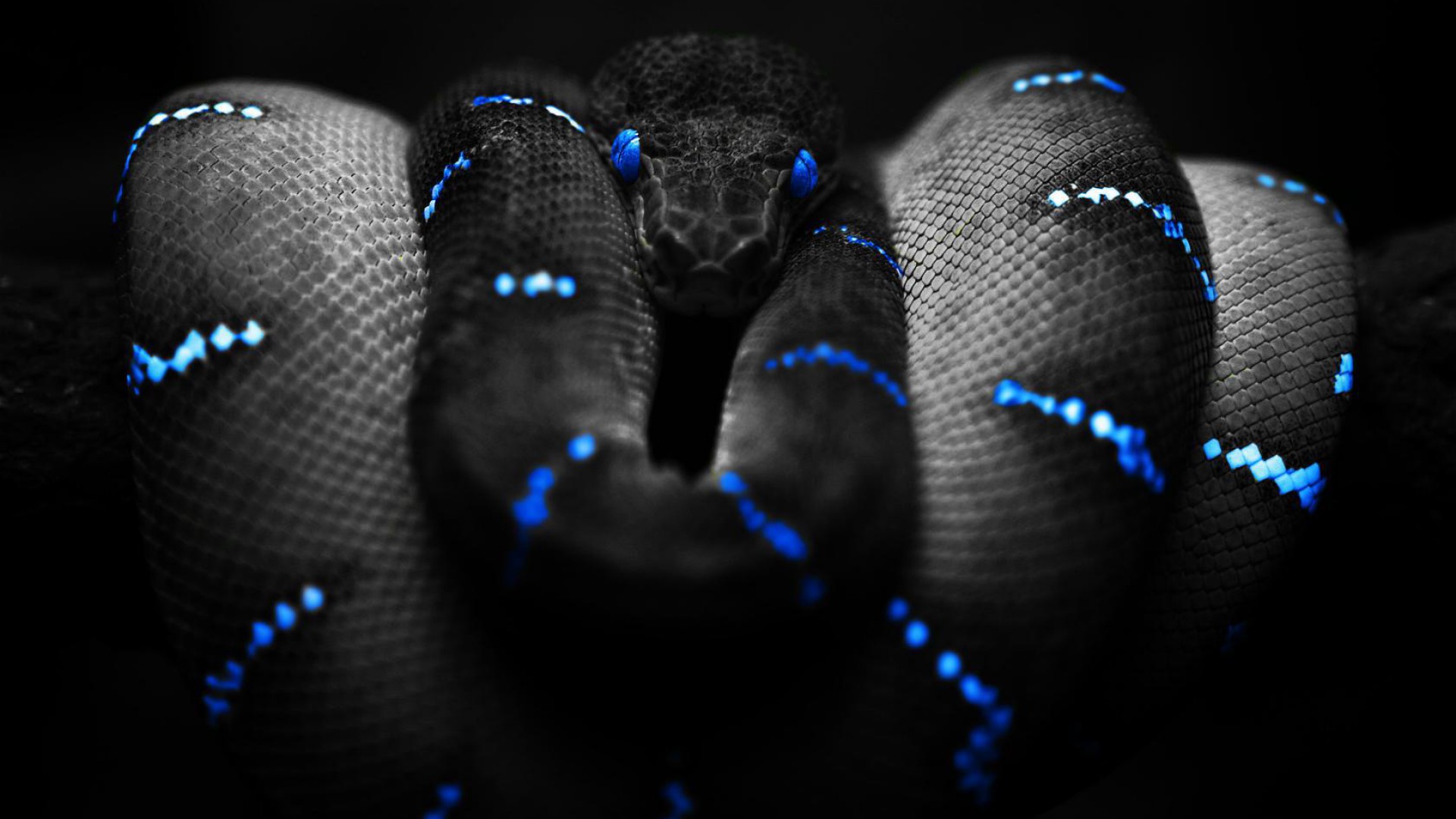 Snake background