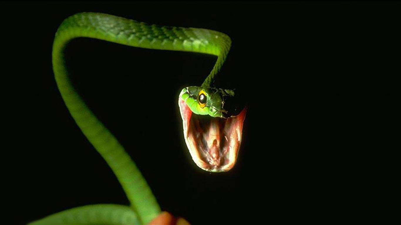 Snake desktop wallpaper
