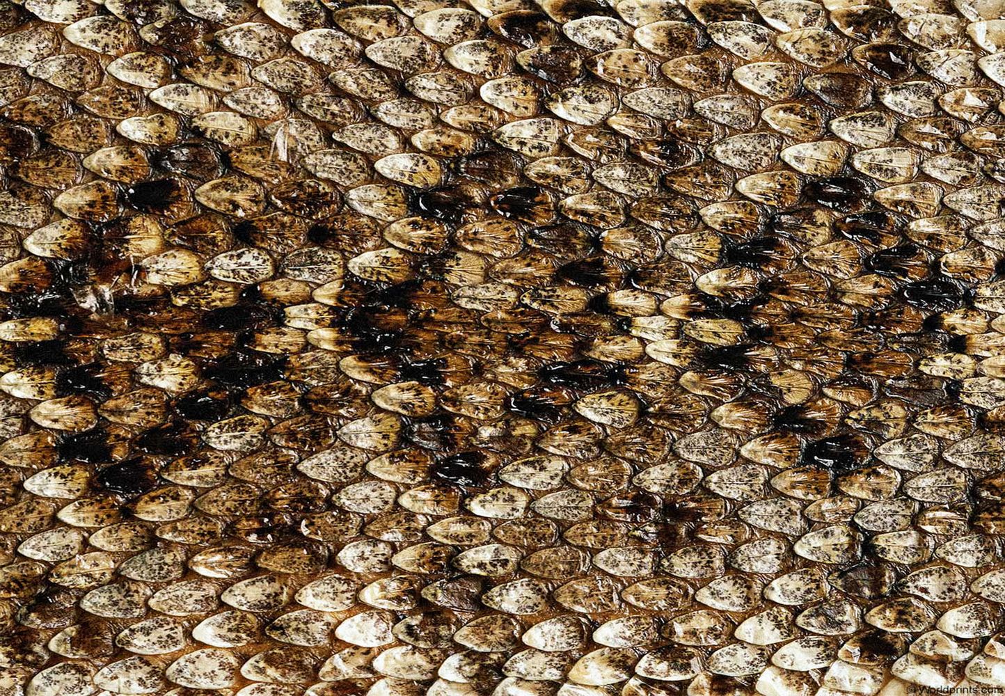 Download 21 snake-skin-wallpapers Snake-Skin-iPhone-Wallpapers-Top-Free-Snake-Skin-iPhone-.jpg