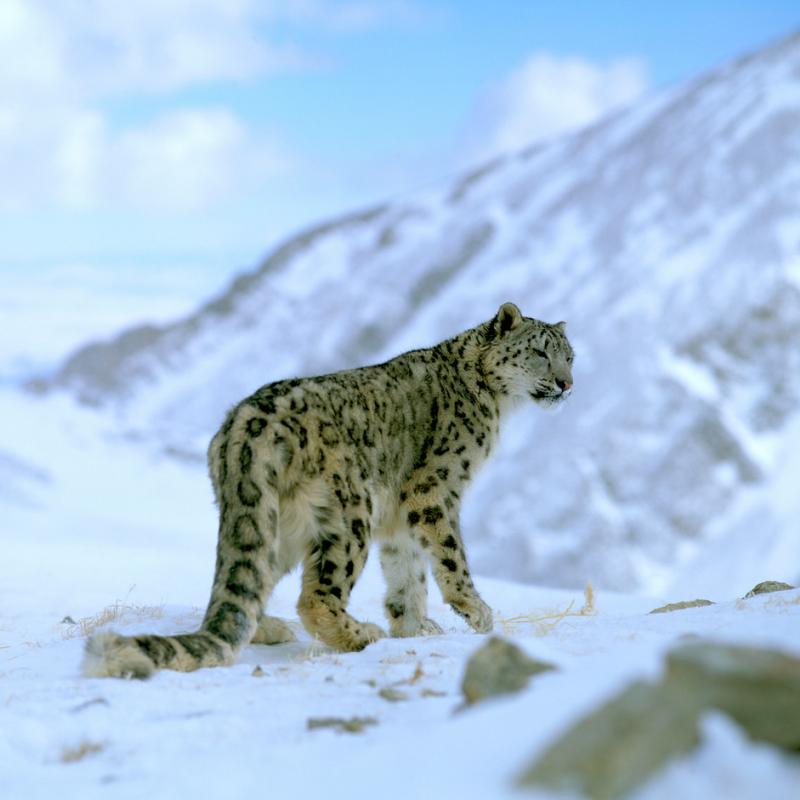 Snow leopard pictures