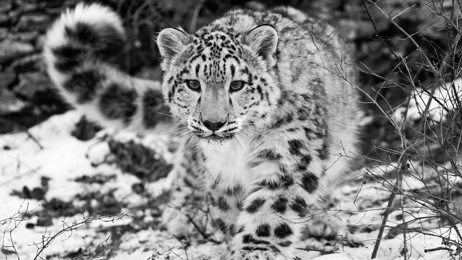 Snow leopard wallpaper