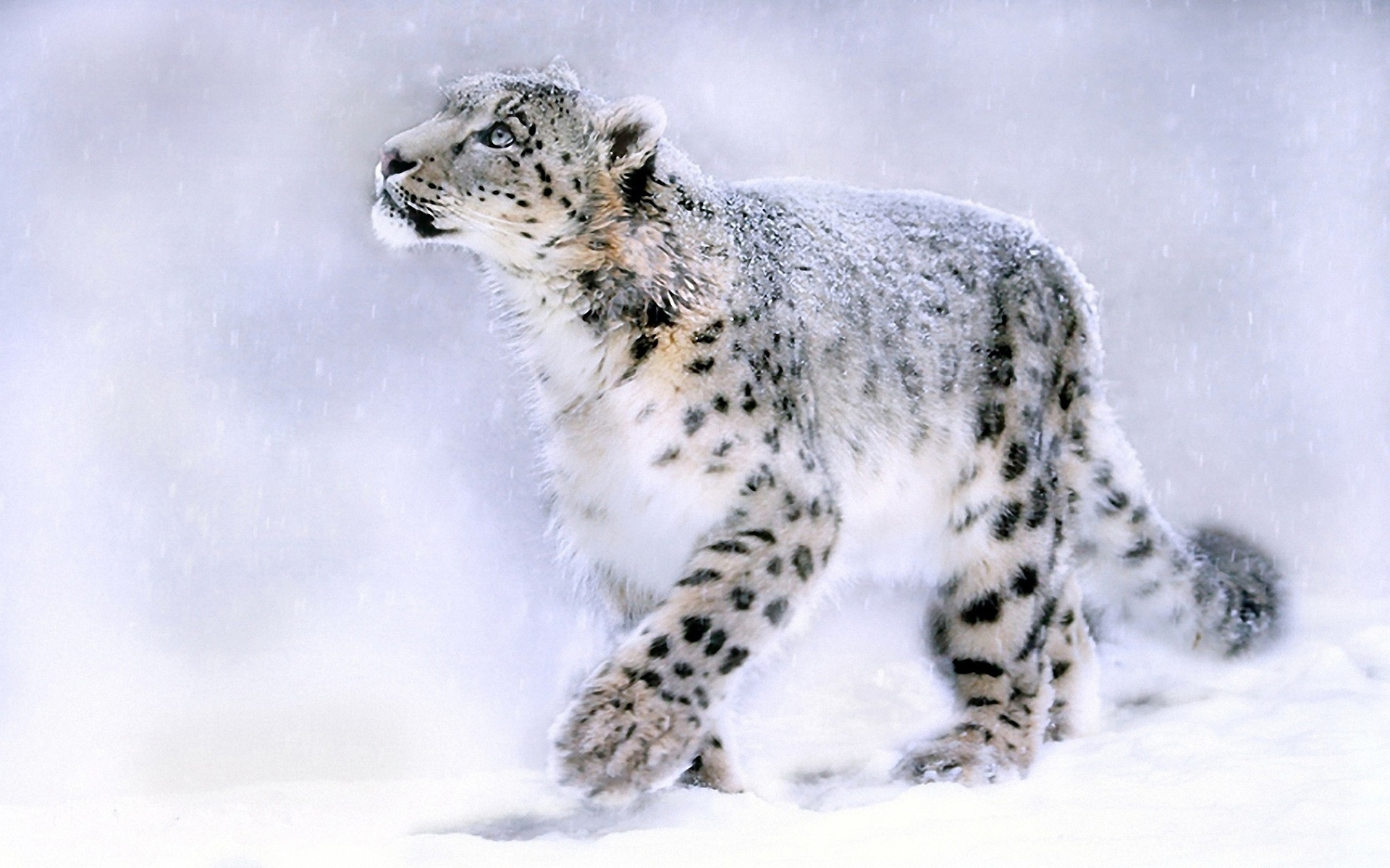 White leopard wallpaper
