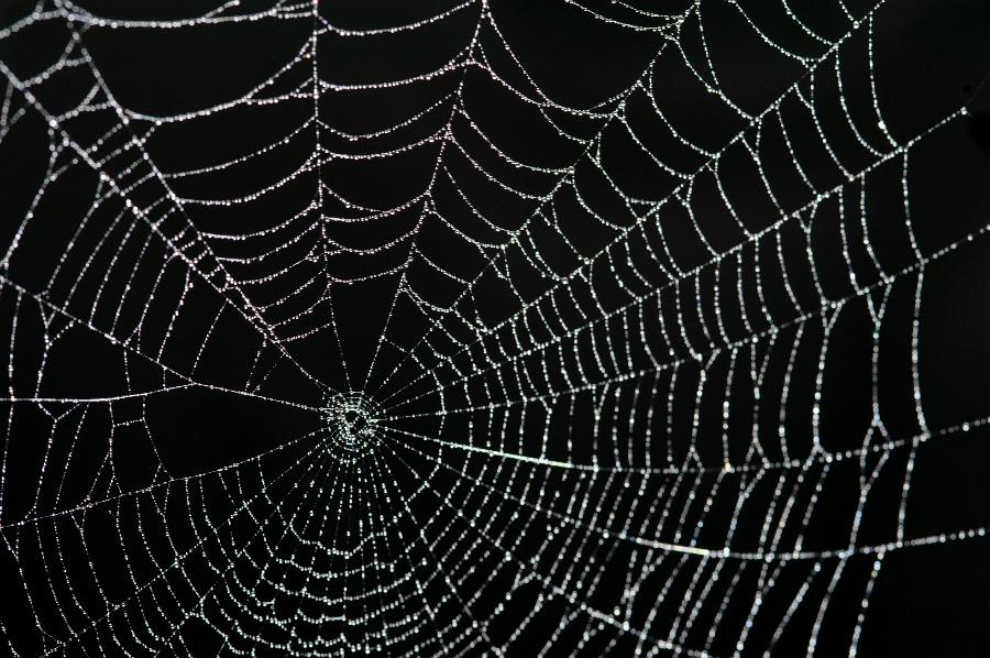 Spider web background