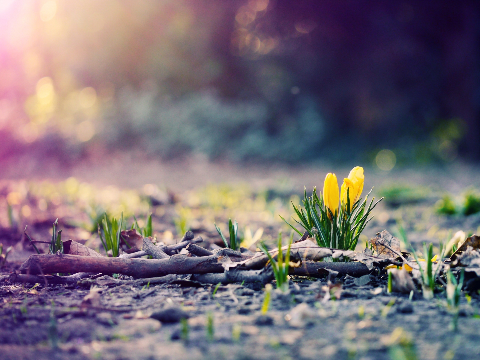 Spring pictures wallpaper
