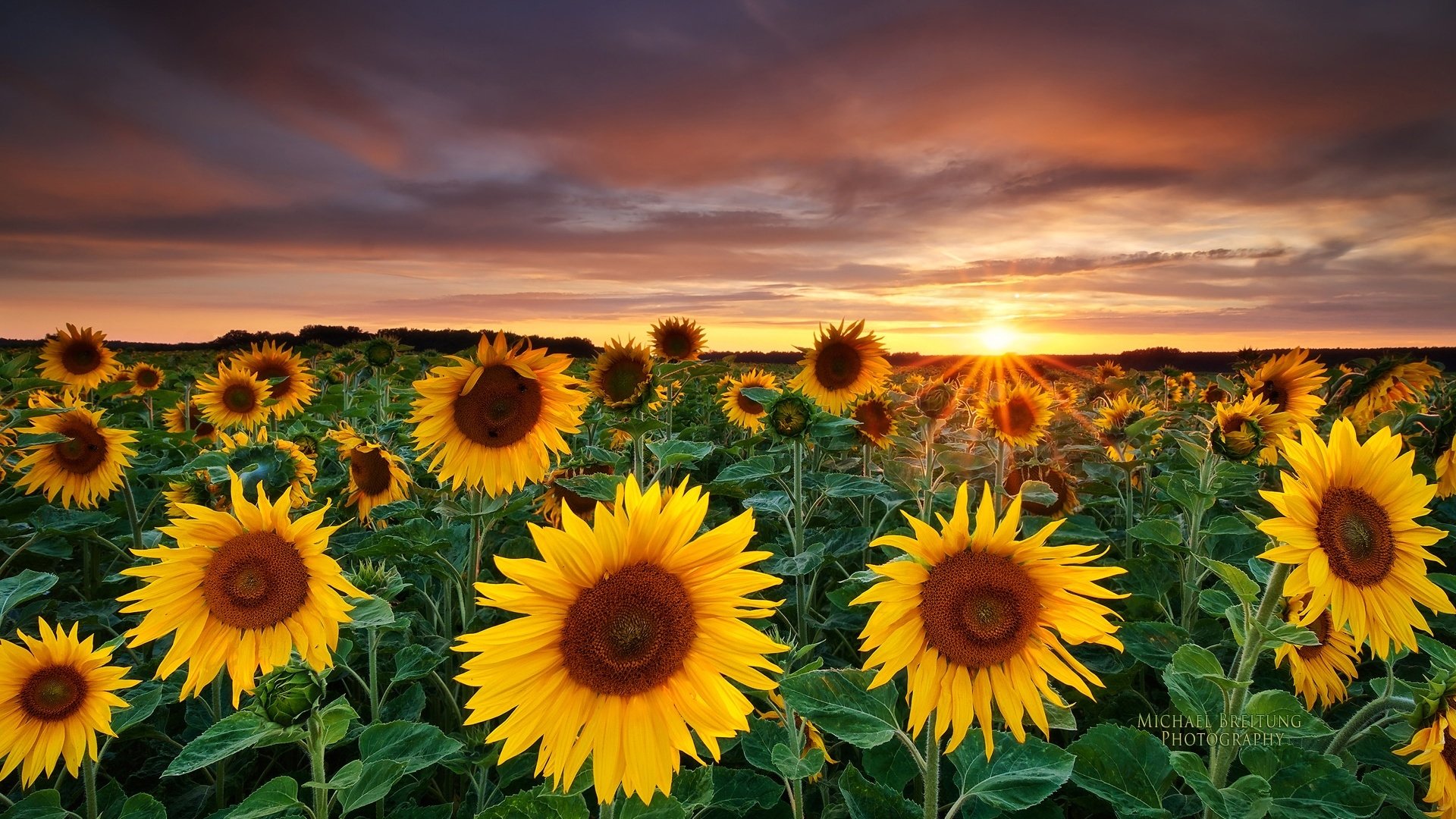 sunflower background pictures #2