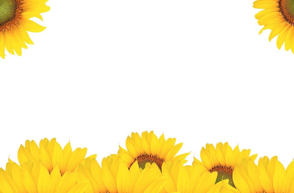 sunflower background pictures #15