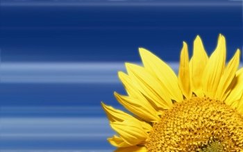 sunflower background pictures #7