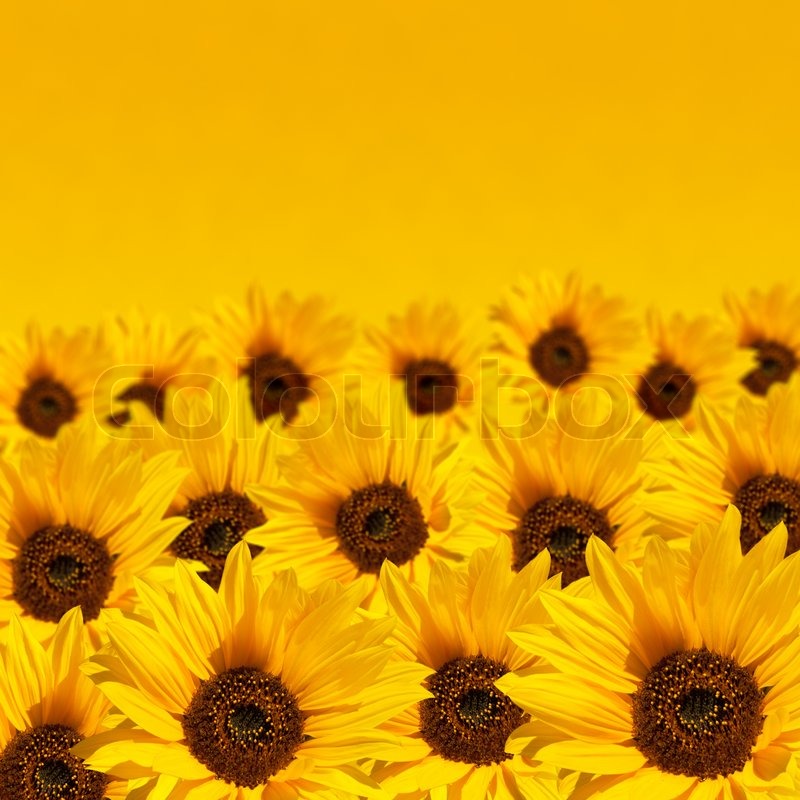 sunflower background pictures #20