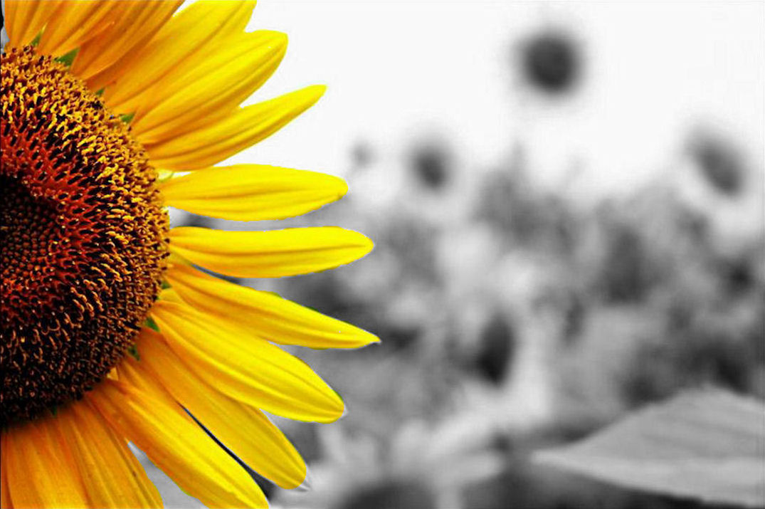 sunflower background pictures #23