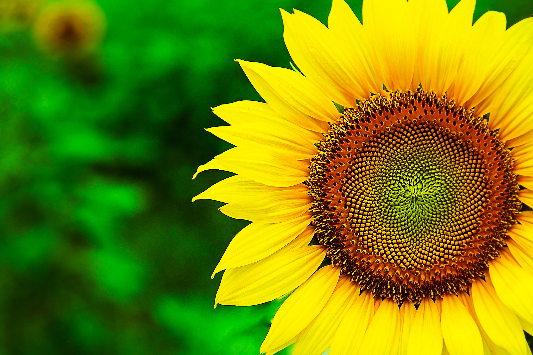 sunflower background pictures #5