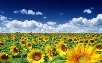 sunflower background pictures #3