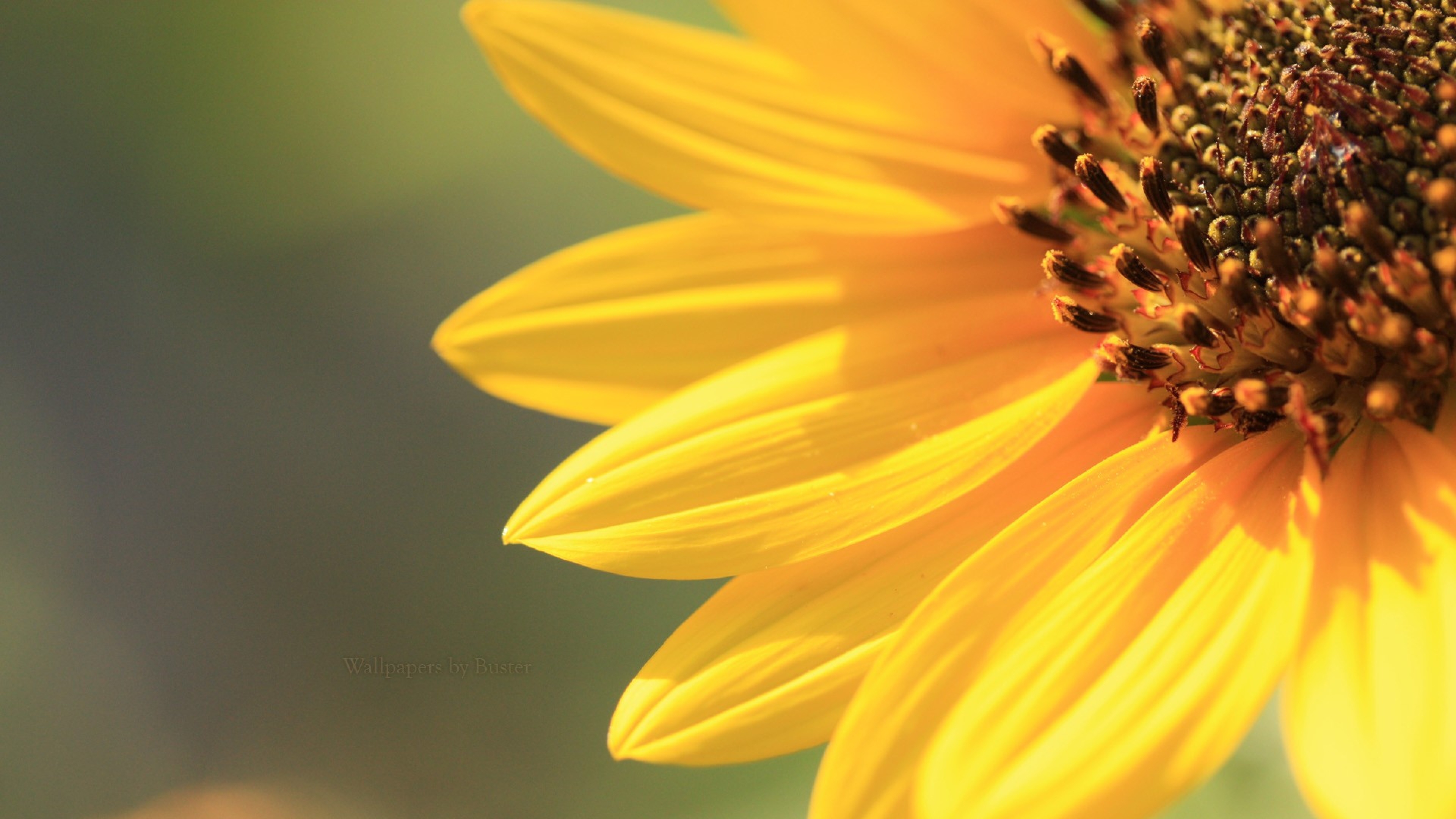 Sunflower background pictures