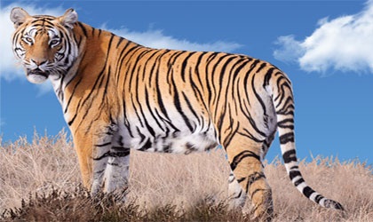 tiger #30