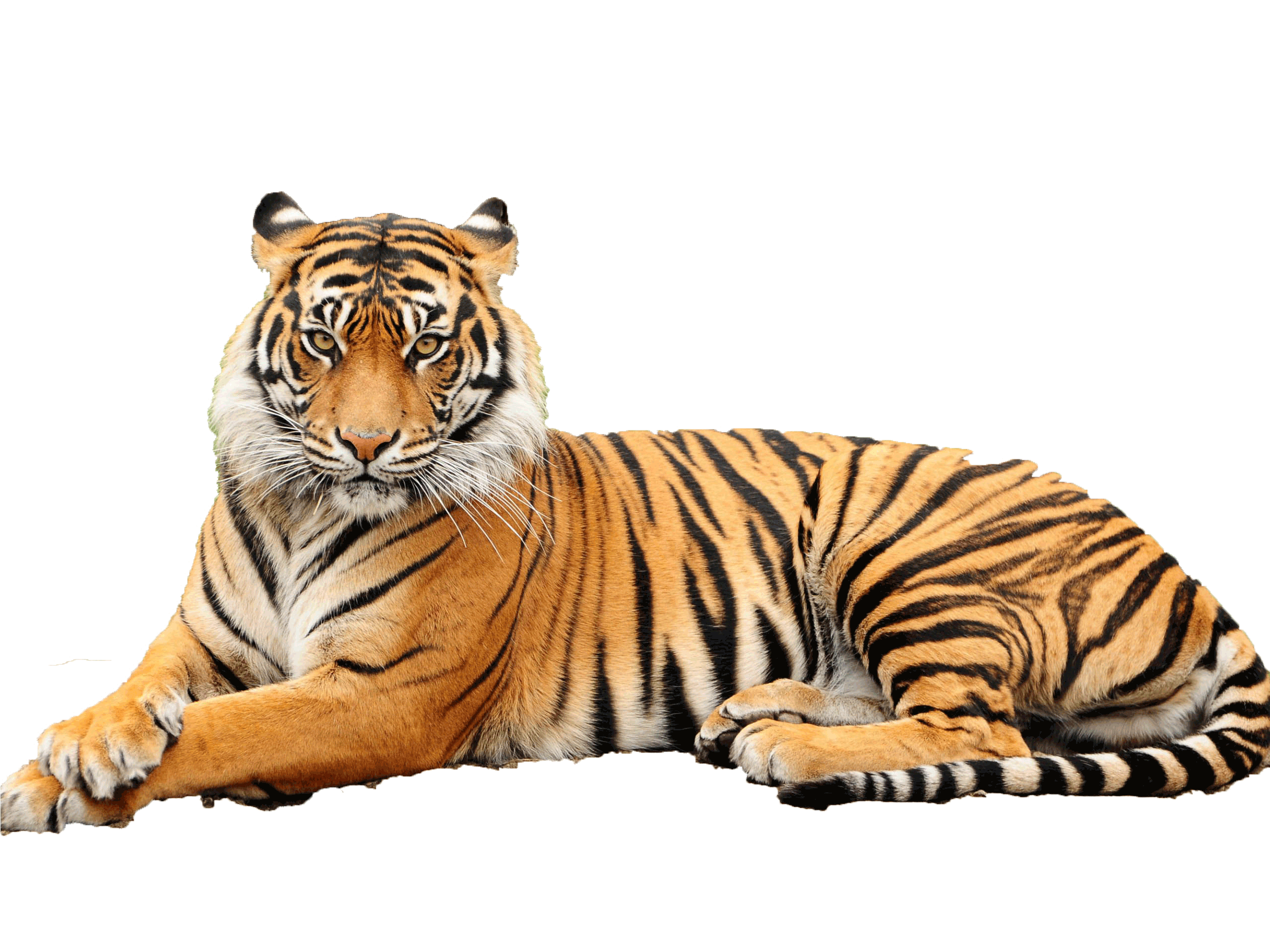 tiger #15
