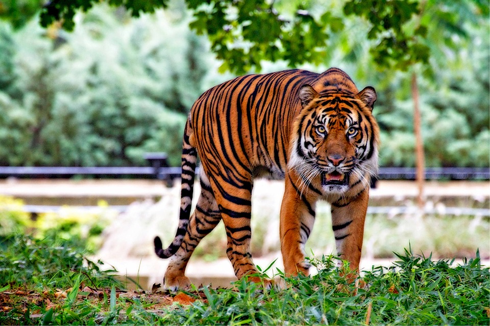 tiger #25