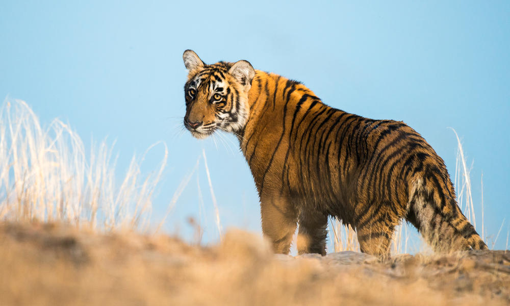tiger #18