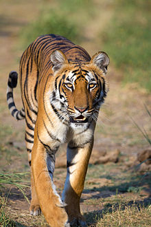 tiger #1