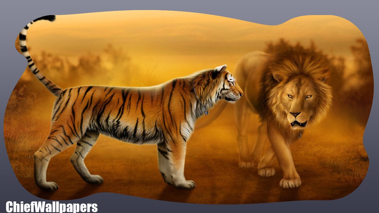 tiger and lion wallpaper #30