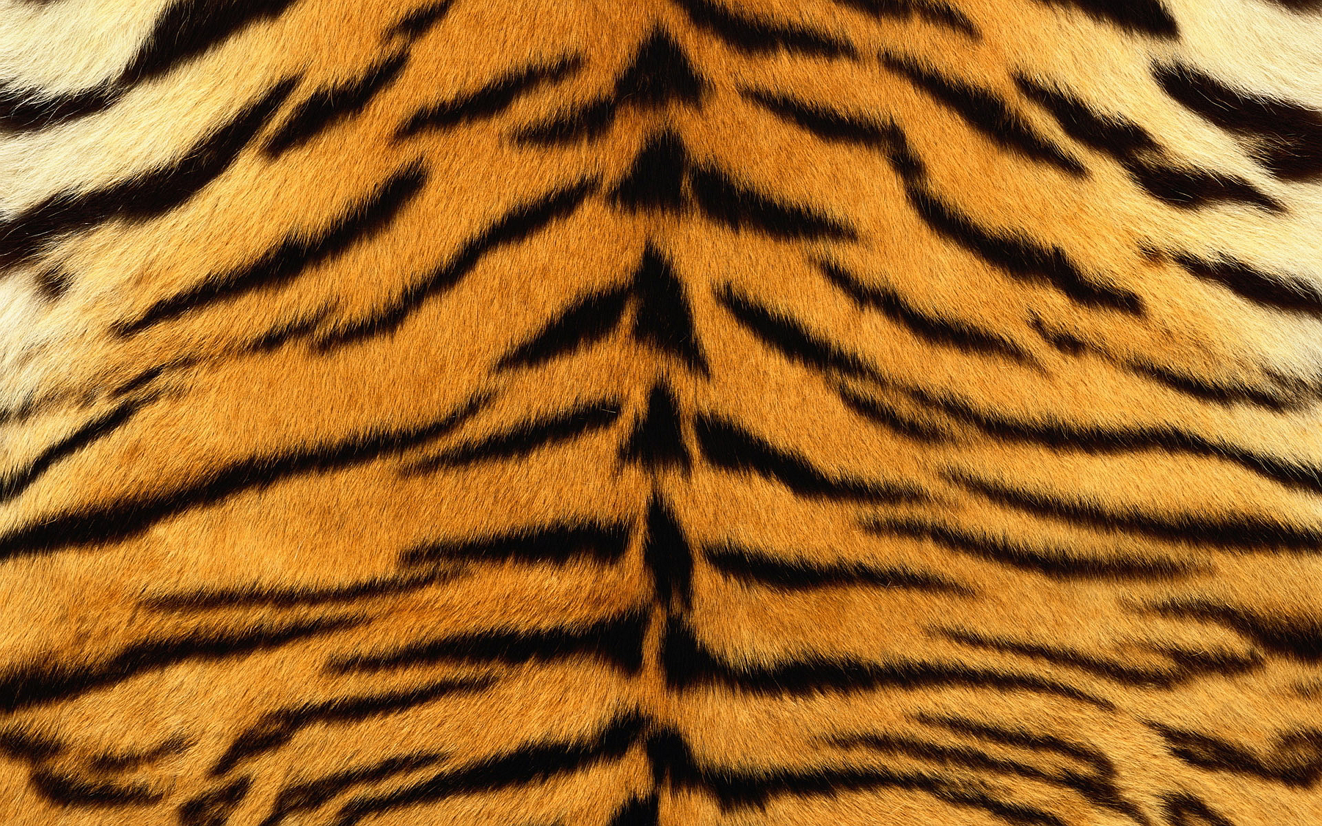 tiger background pictures #30