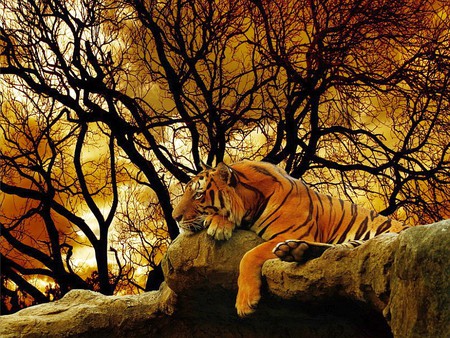 tiger background pictures #10