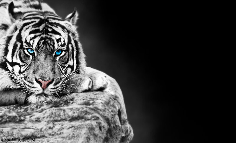 tiger backgrounds #3