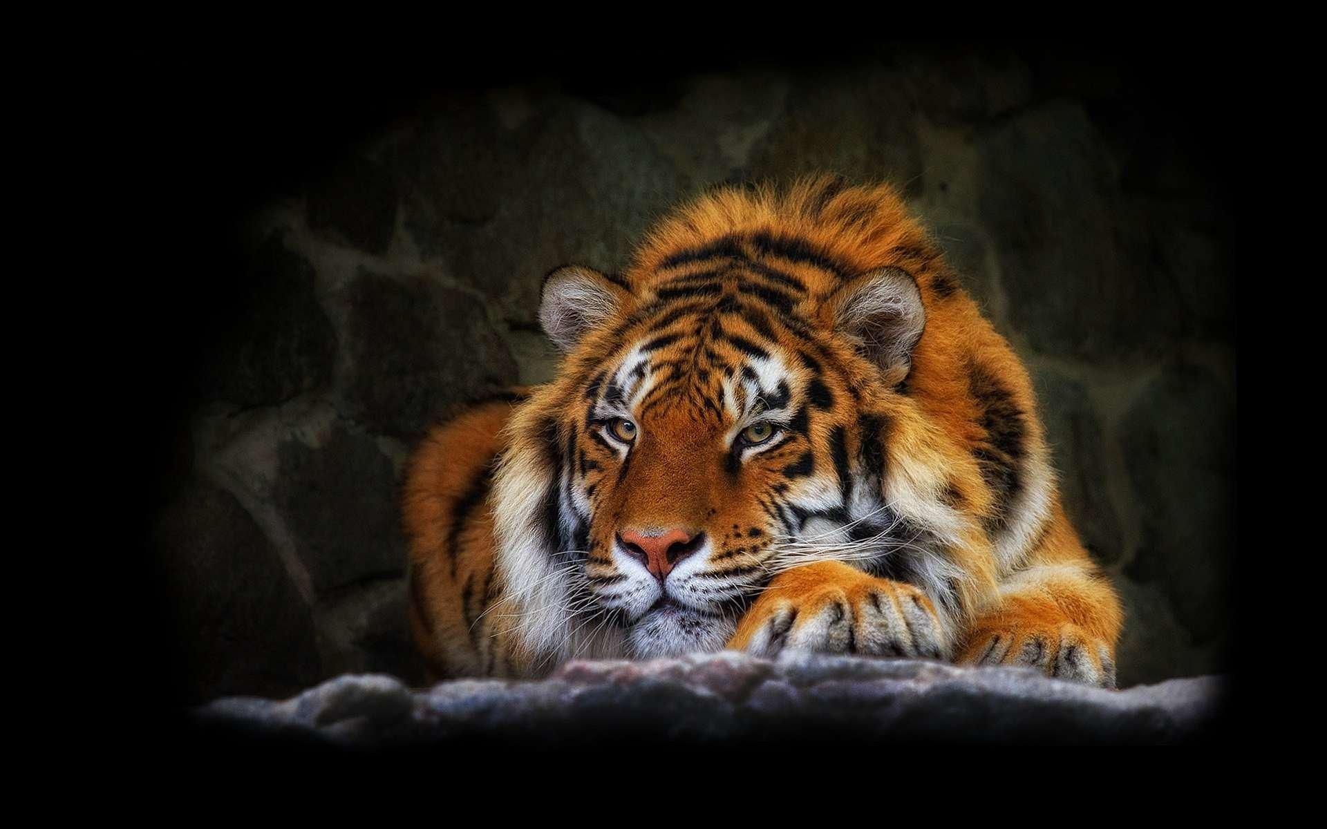 tiger background wallpaper #1