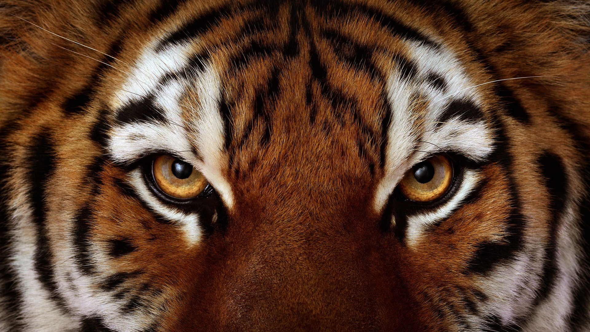 tiger background wallpaper #14