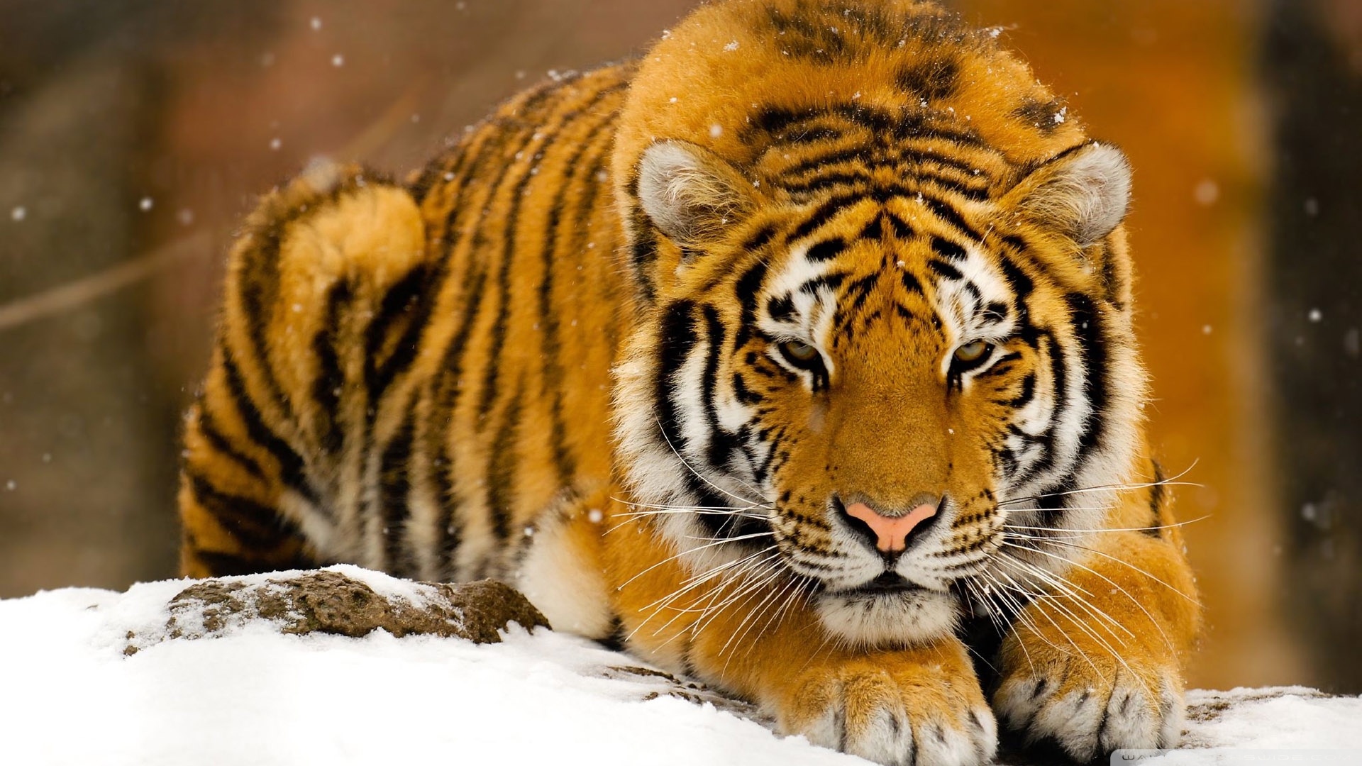 tiger backgrounds #21