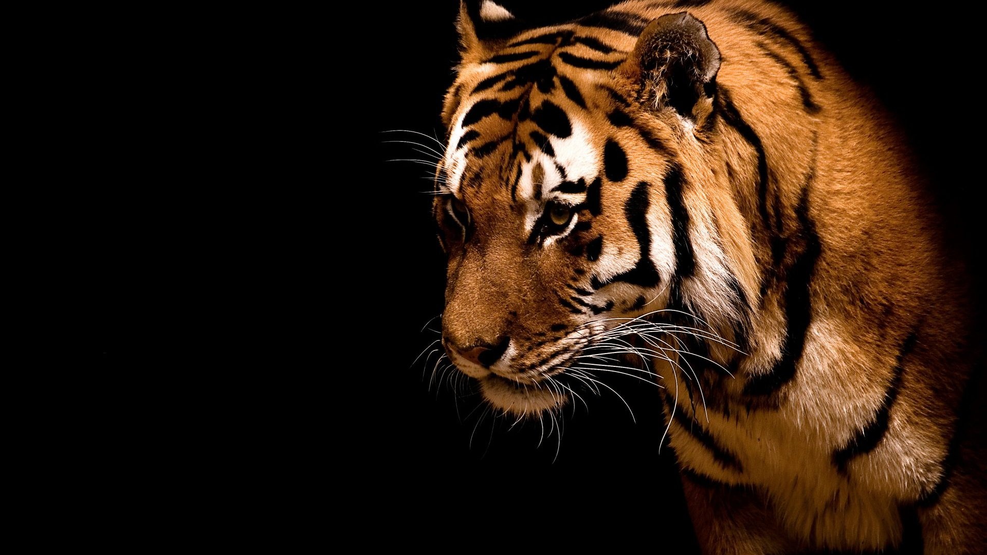 tiger wallpapers #23