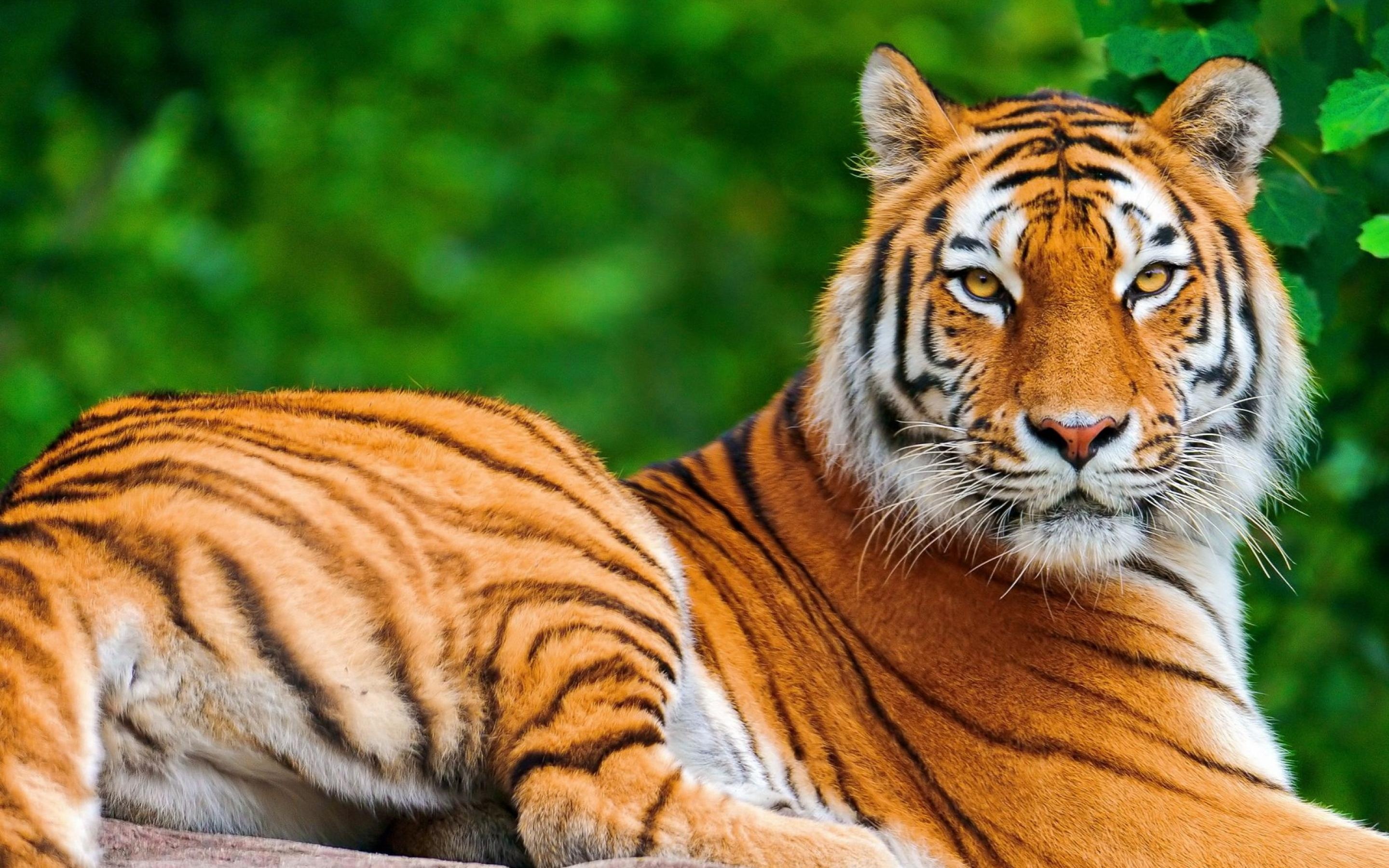 tiger wallpapers in hd #23
