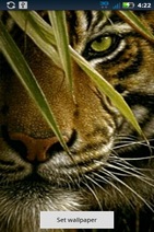 tiger eye wallpaper #25