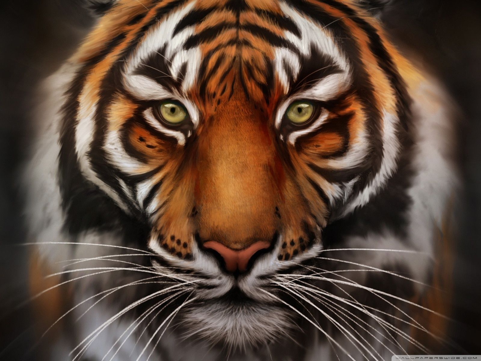 tiger face wallpapers #5