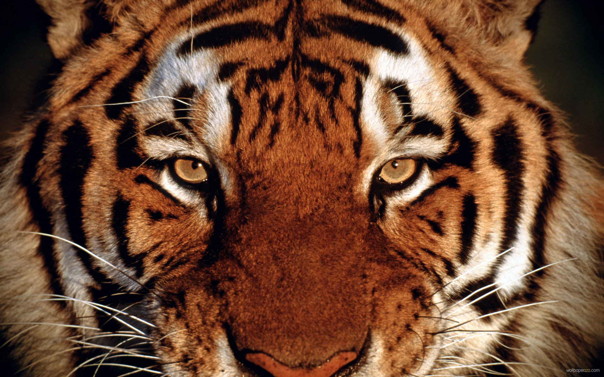 tiger face wallpapers #23
