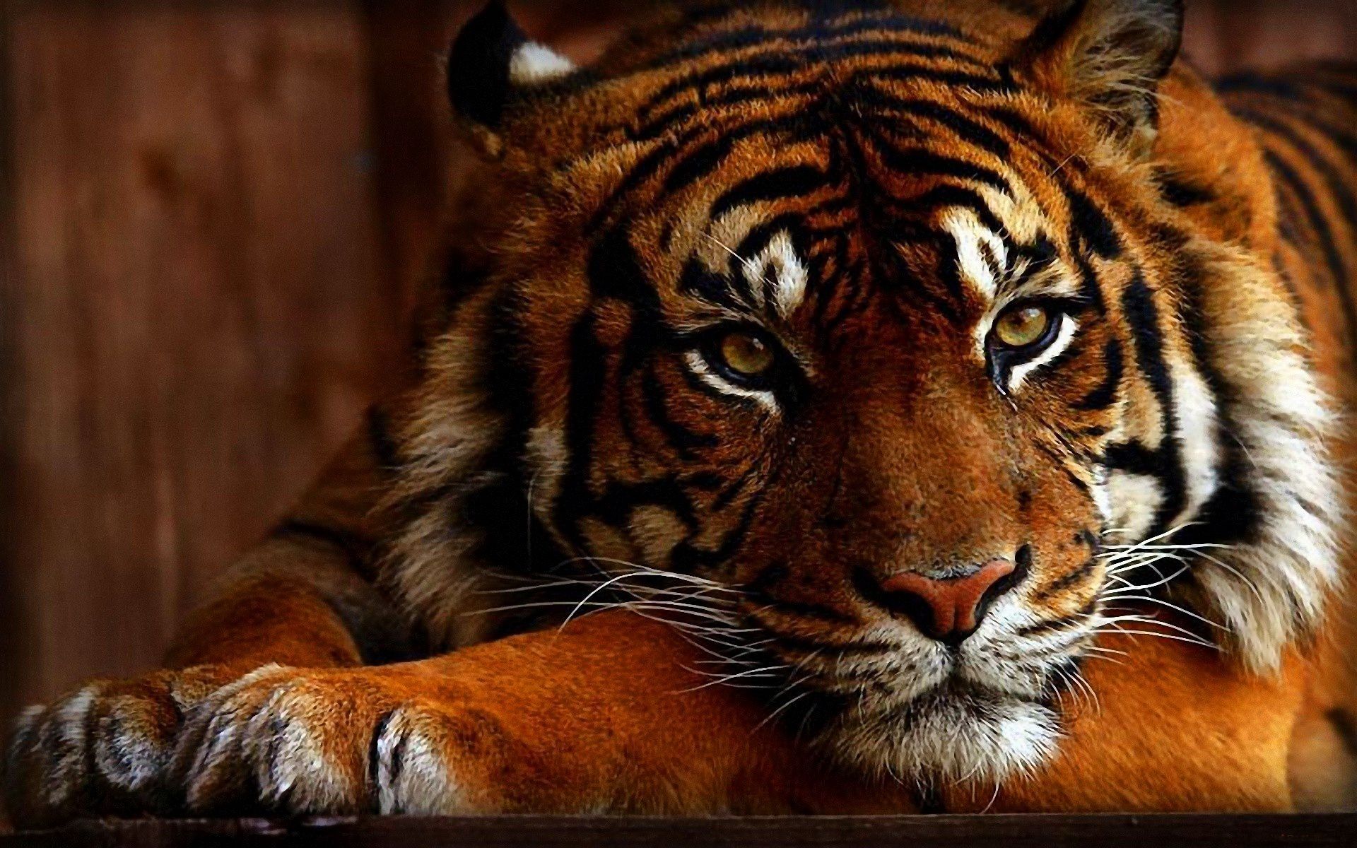 tiger face wallpapers #17