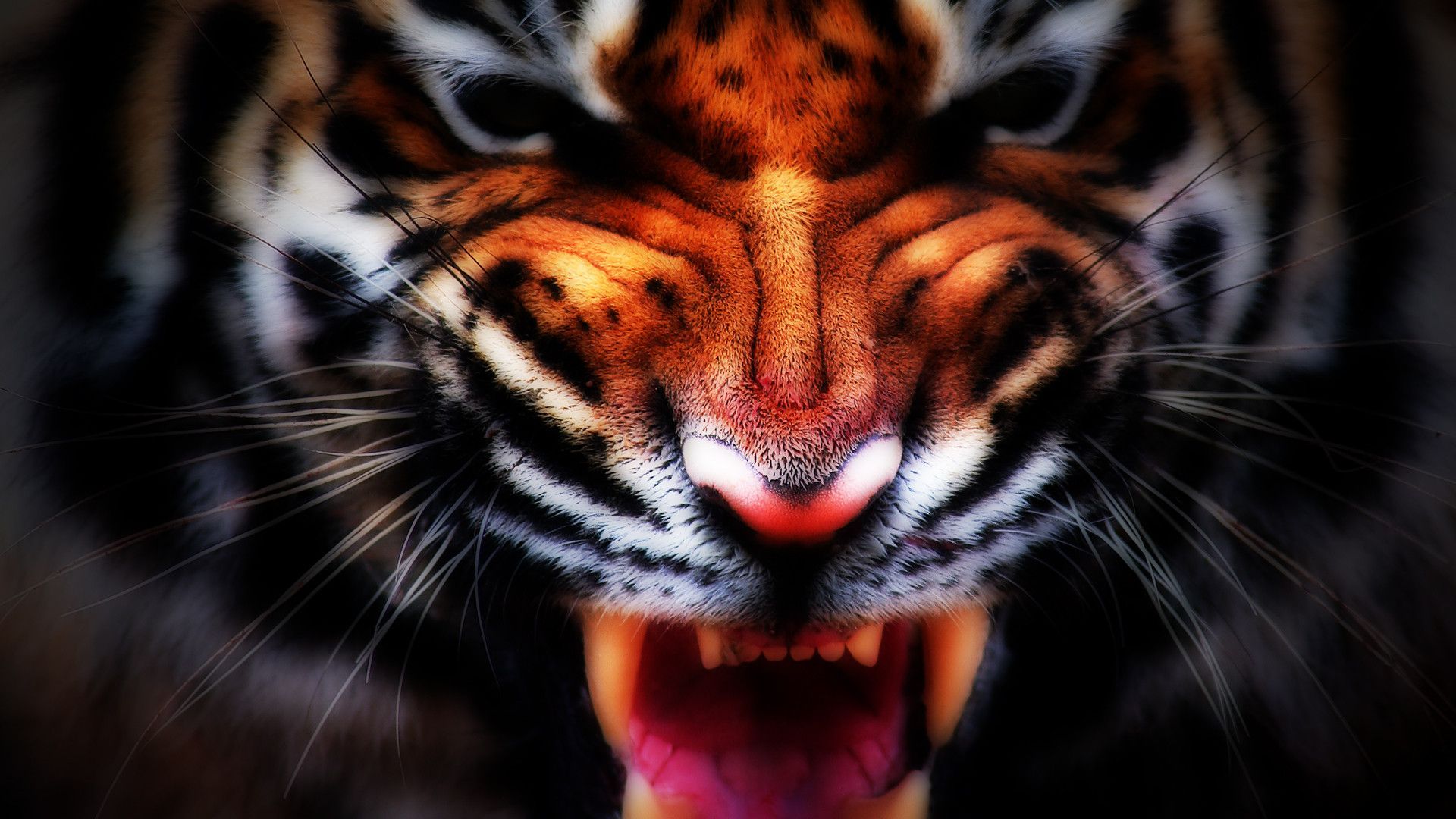 tiger face wallpapers #11