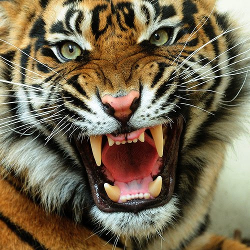tiger face wallpapers #13
